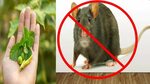 How to get rid of rats fast naturally at home - Fast Acting 